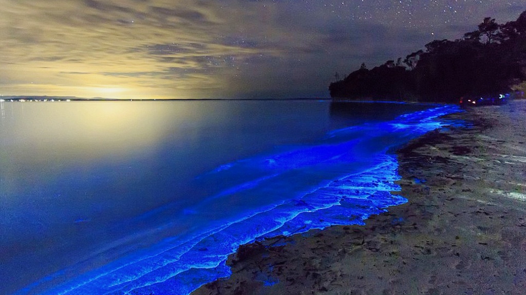 Биолюминесцентные свечение моря