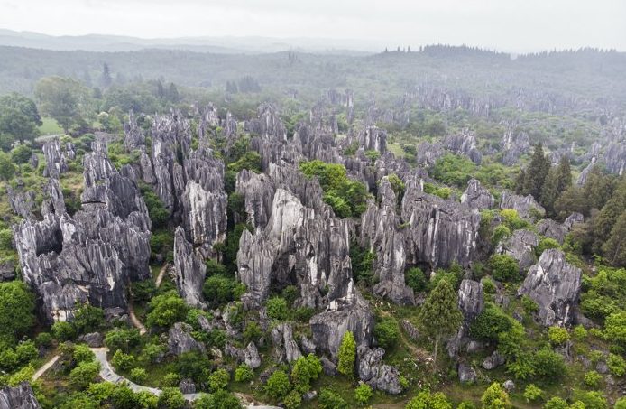 Ученые выяснили, как «каменные леса» развивают свои потусторонние формы