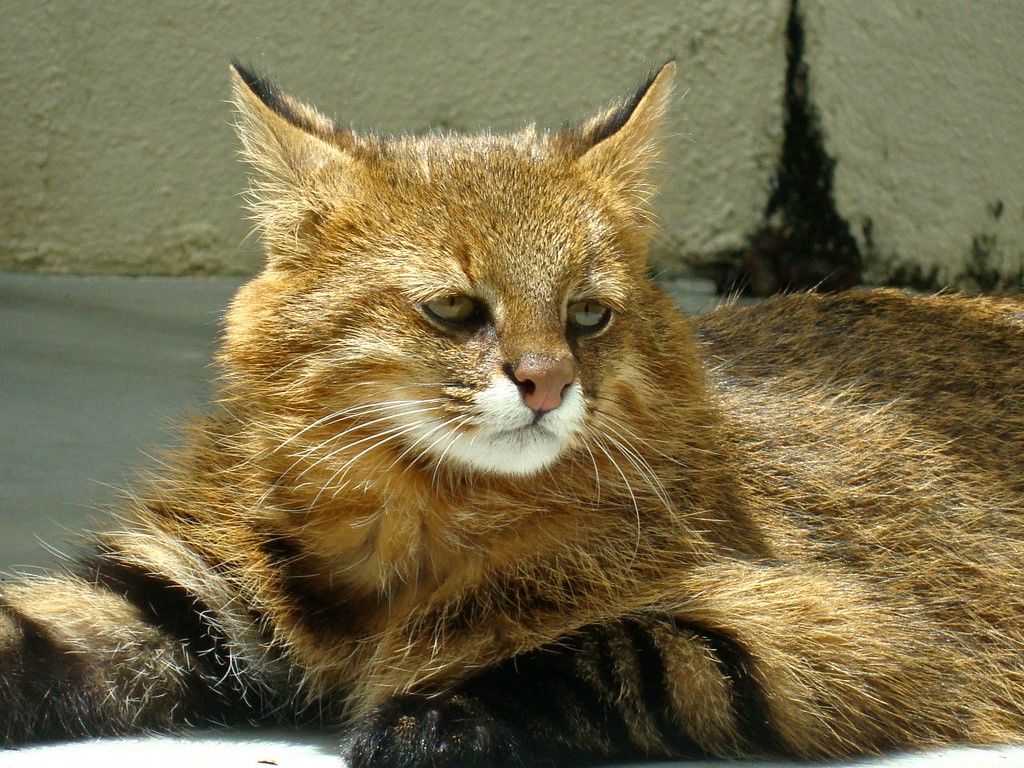 Пампасская кошка