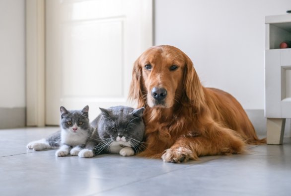 Можно ли давать собачий корм – кошкам, а кошачий – собакам