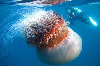 Жареную рыбу в фастфуде предложили заменить медузами
