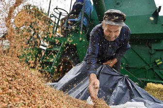 Биопластик из пшеницы будут производить в Красноярском крае
