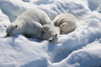 Чем опасно исчезновение льда в Арктике?