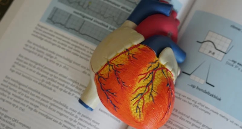 Дефибрилляцию сердца предложили проводить энергией человека
