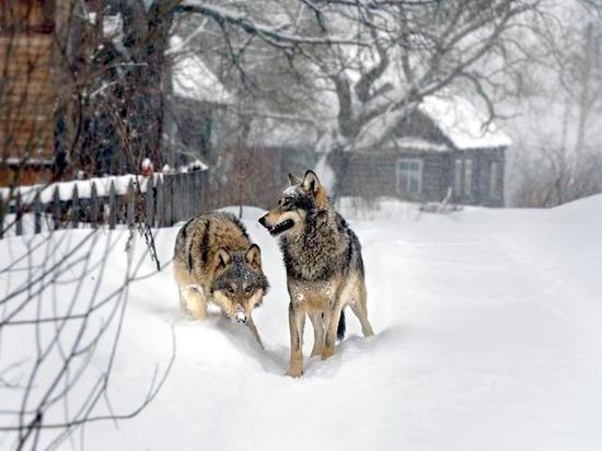 Волки все чаще устраивают набеги на карельские деревни