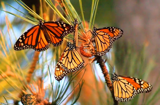Невероятные полёты бабочек-монархов