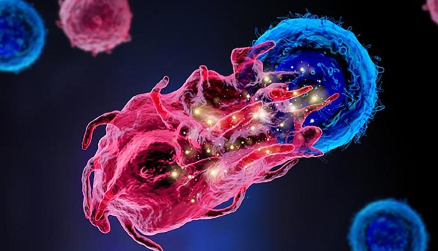 На удивительных кадрах запечатлены клетки иммунной системы человека, прокладывающие туннель в тканях