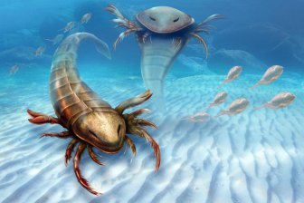 Древние морские животные могли видеть под плотной толщей воды