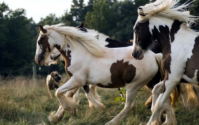 Косички на гривах лошадей