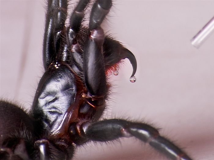 Почему яд пауков-самцов стал смертельным для человека?