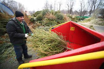Активисты рассказали о росте числа желающих сдать новогоднюю елку на переработку