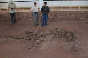 В Аргентине ученые нашли останки самого крупного сухопутного динозавра