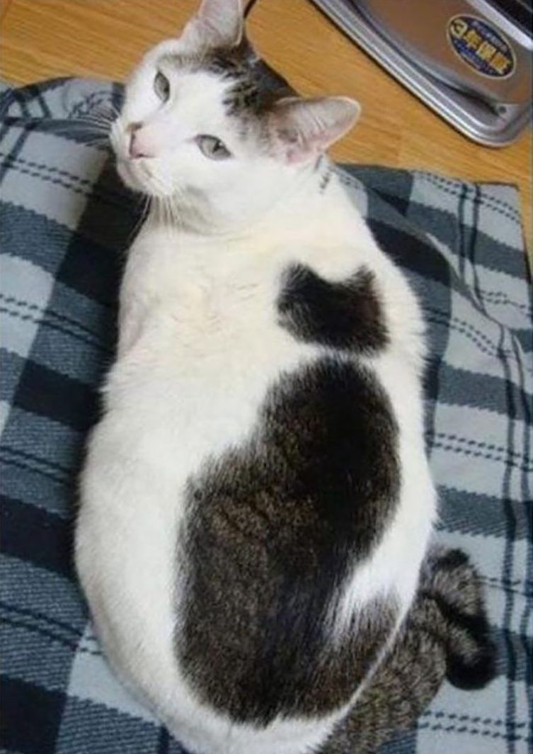 Кот, у которого на спине кот
