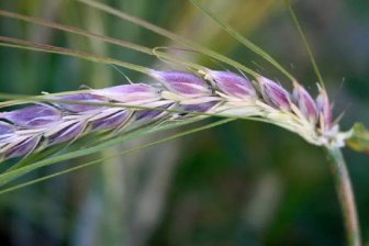 Сибирские ученые вырастили фиолетовую пшеницу для профилактики болезни Альцгеймера
