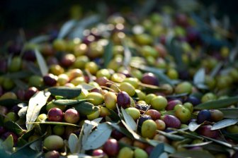 У берегов Израиля найден древний оливковый завод