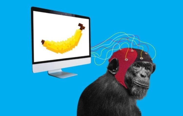 "Это действительно опасно": Маск испытал на обезьяне проникновение в мозг человека
