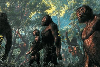 Предки человека могли раскачиваться на деревьях, как шимпанзе