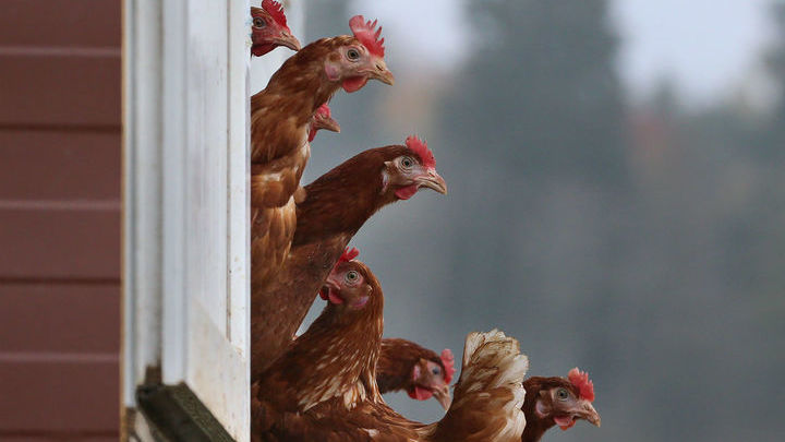 Производители пообещали сдерживать рост цен на курятину и яйца