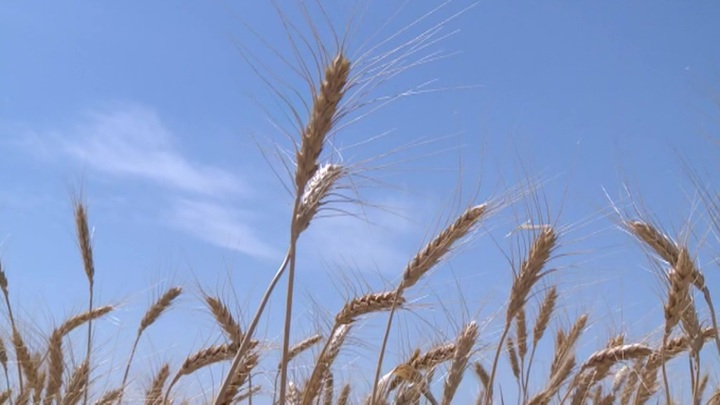 ФАО: сбор пшеницы в России сократится в 2021 году