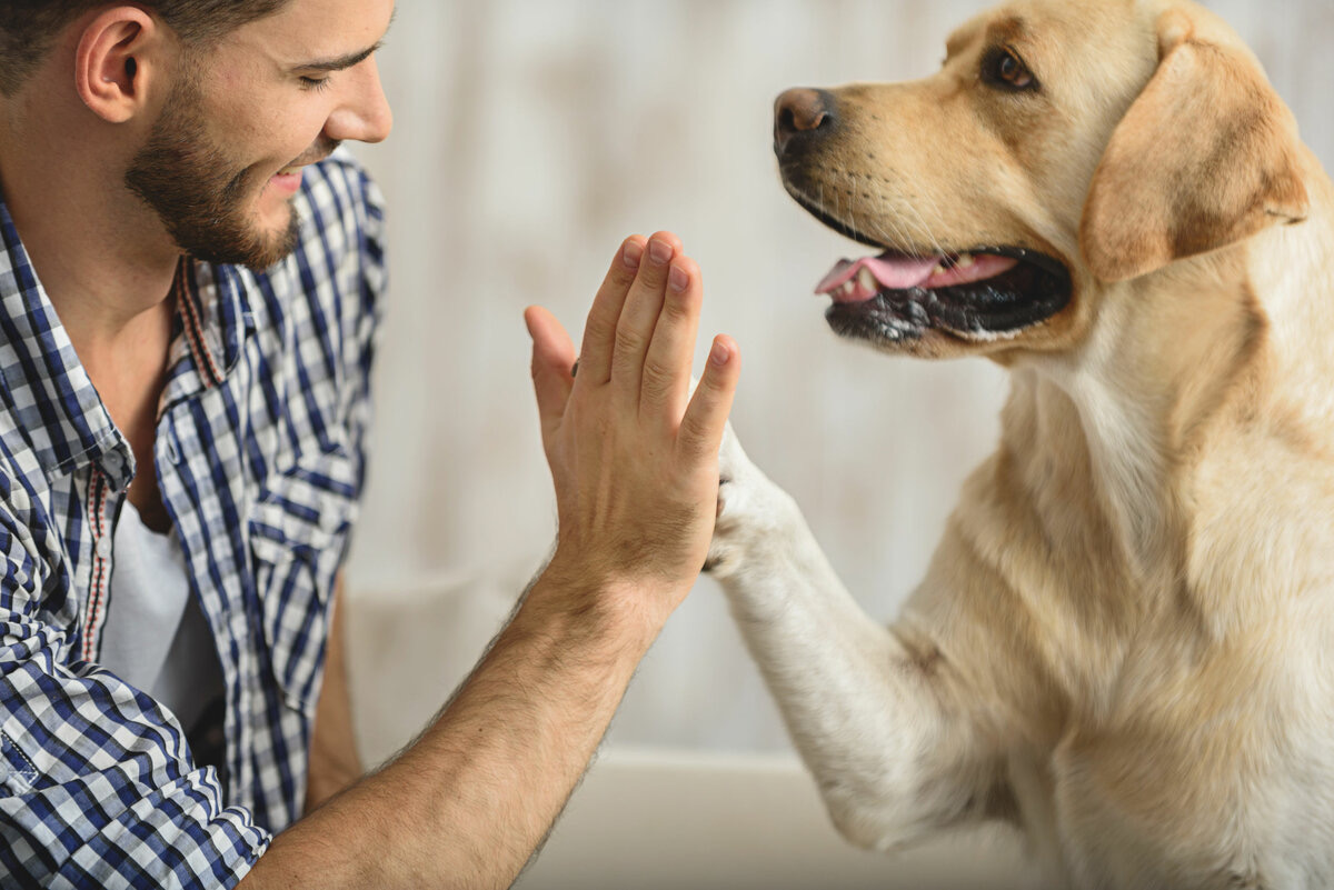Как укрепить иммунитет собаке?