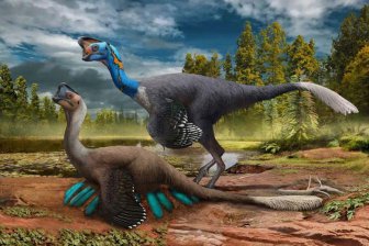 В Китае обнаружены первые в мире окаменелости динозавра, сидящего на кладке яиц