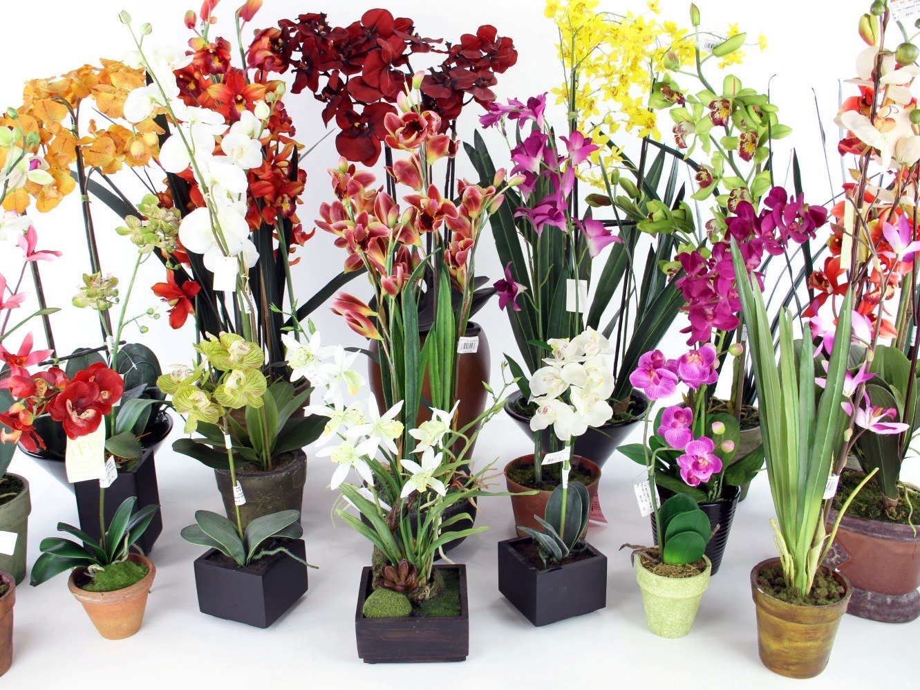 5 популярных сортов орхидеи для домашнего выращивания