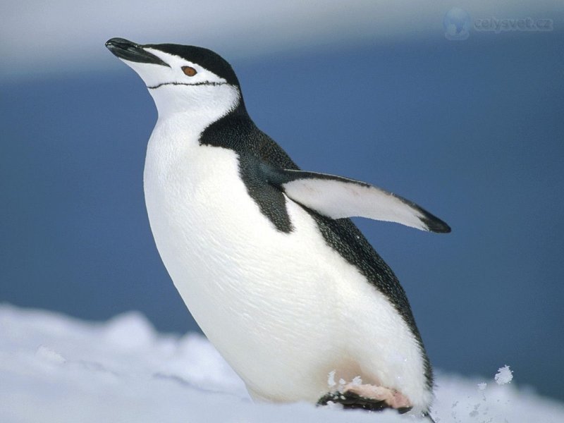 Невероятный момент пингвин спасается от стайки косаток, прыгая в шлюпку, полную туристов