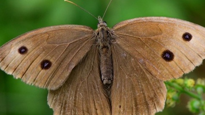 Исчезнувший вид бабочек вернулся в Калужскую область