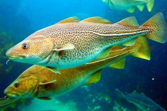 5 общих признаков между рыбами и людьми