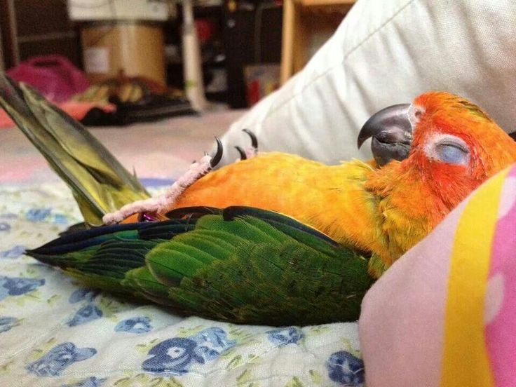 Что означает увидеть во сне попугая?