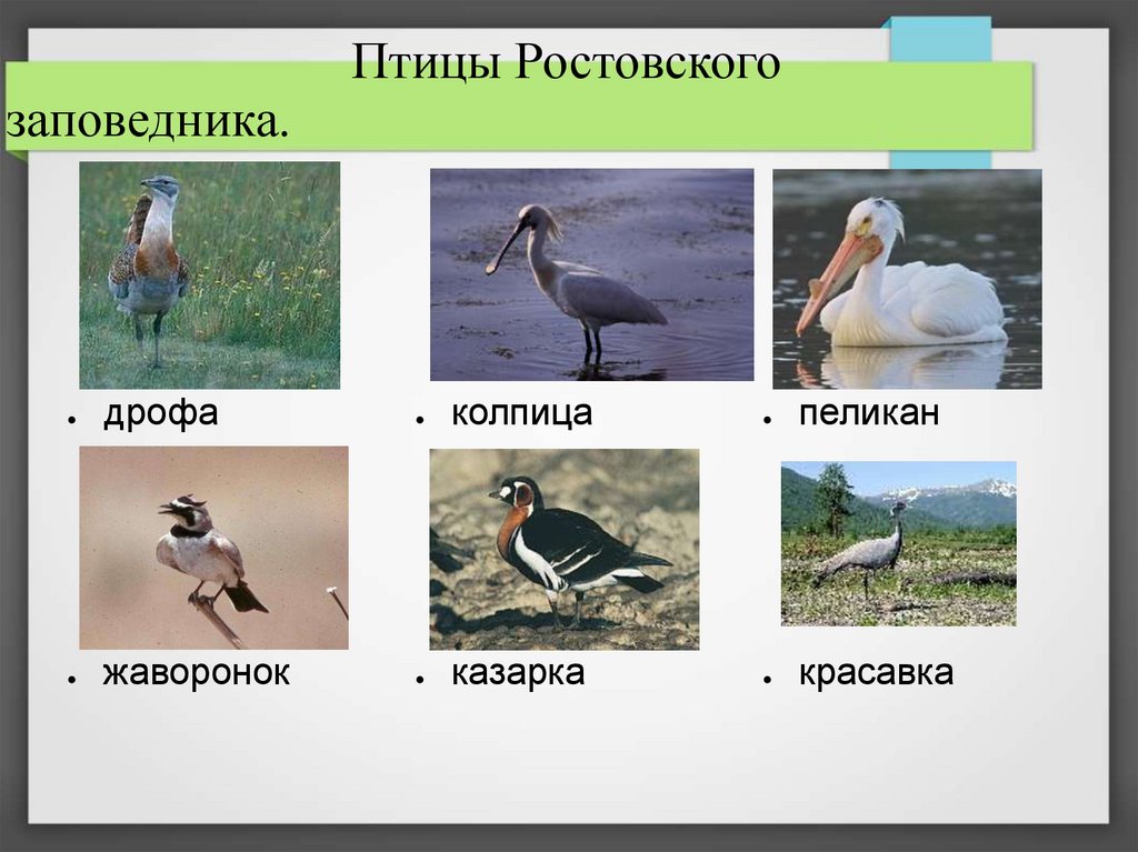 Какие птицы обитают в ростовской области фото и названия