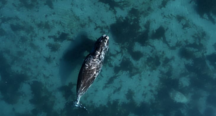 Отказавшиеся мигрировать на зиму киты возвестили о разрушении экосистемы Арктики.