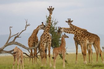 Биологи выяснили, что на Земле обитает не один, а четыре вида жирафов