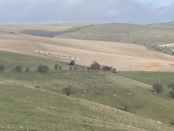 В Англии сотни овец выстроились в правильные круги, поставив в тупик экспертов