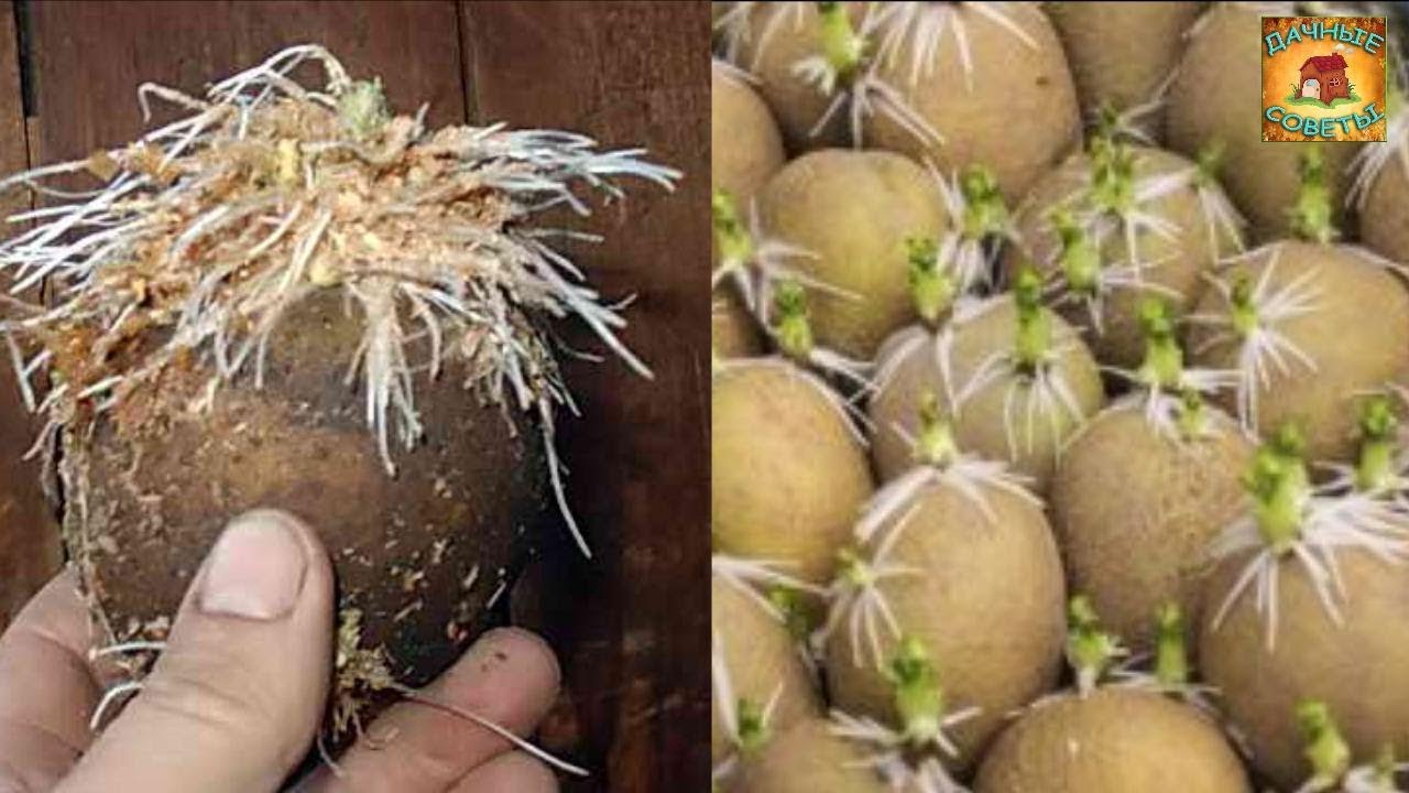 Проращивание картофеля в соломе перед посадкой для получения раннего урожая. Дачные советы