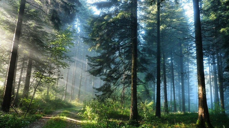 Леса нашего мира всегда были для человека загадкой