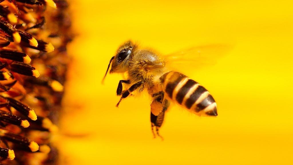 Что будет с планетой после исчезновения пчел?