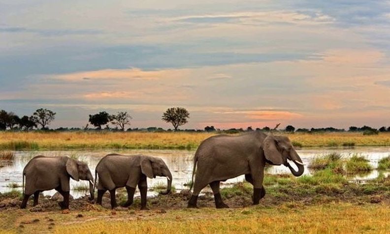 «Колыбель человечества» обнаружили в болотах Ботсваны