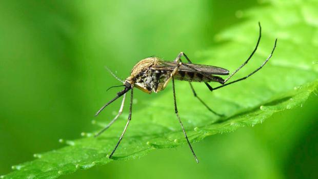 В США вывели некусачие виды комаров, которые вытеснят своих диких сородичей