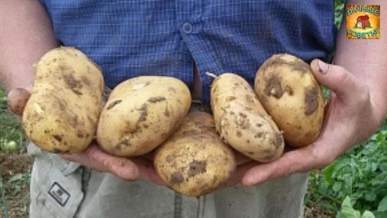 Как получить ранний урожай картофеля в середине июня. Супер простой способ вырастить картофель