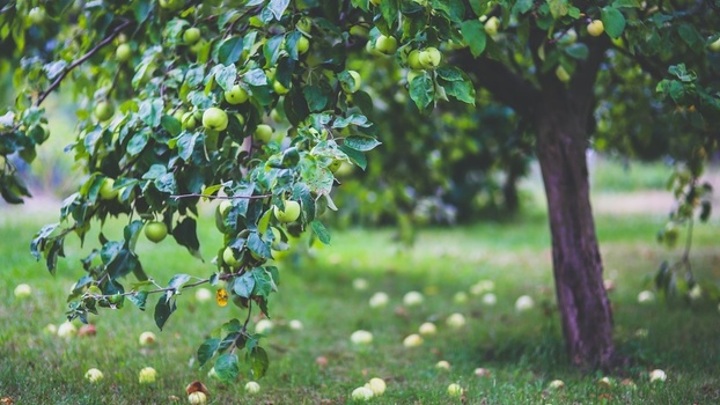 Воронежцы попросят Путина спасти яблоневые сады от масштабной застройки