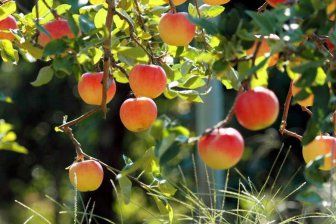 полезные свойства яблок
