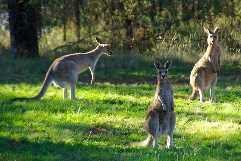 70% живых существ Австралии до сих пор не изучены
