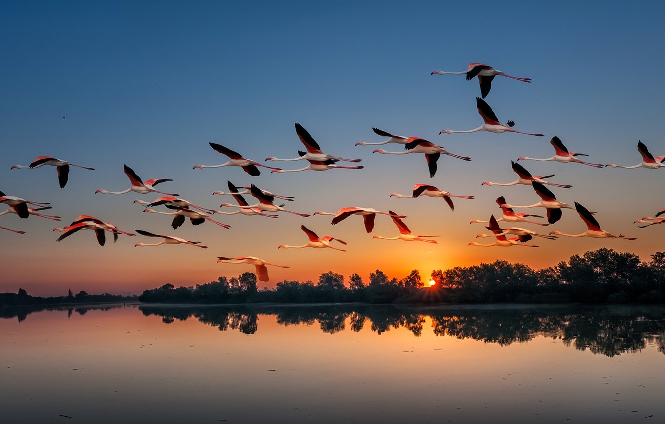Квантовые эффекты помогают птицам чувствовать направление магнитного поля Земли