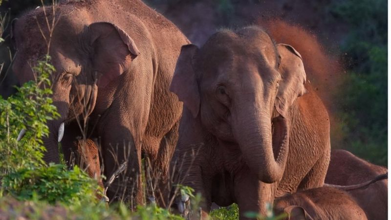 Почему слоны в Китае двинулись в 500-километровый поход?