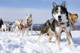 Ездовые собаки покорителей Арктики были каннибалами