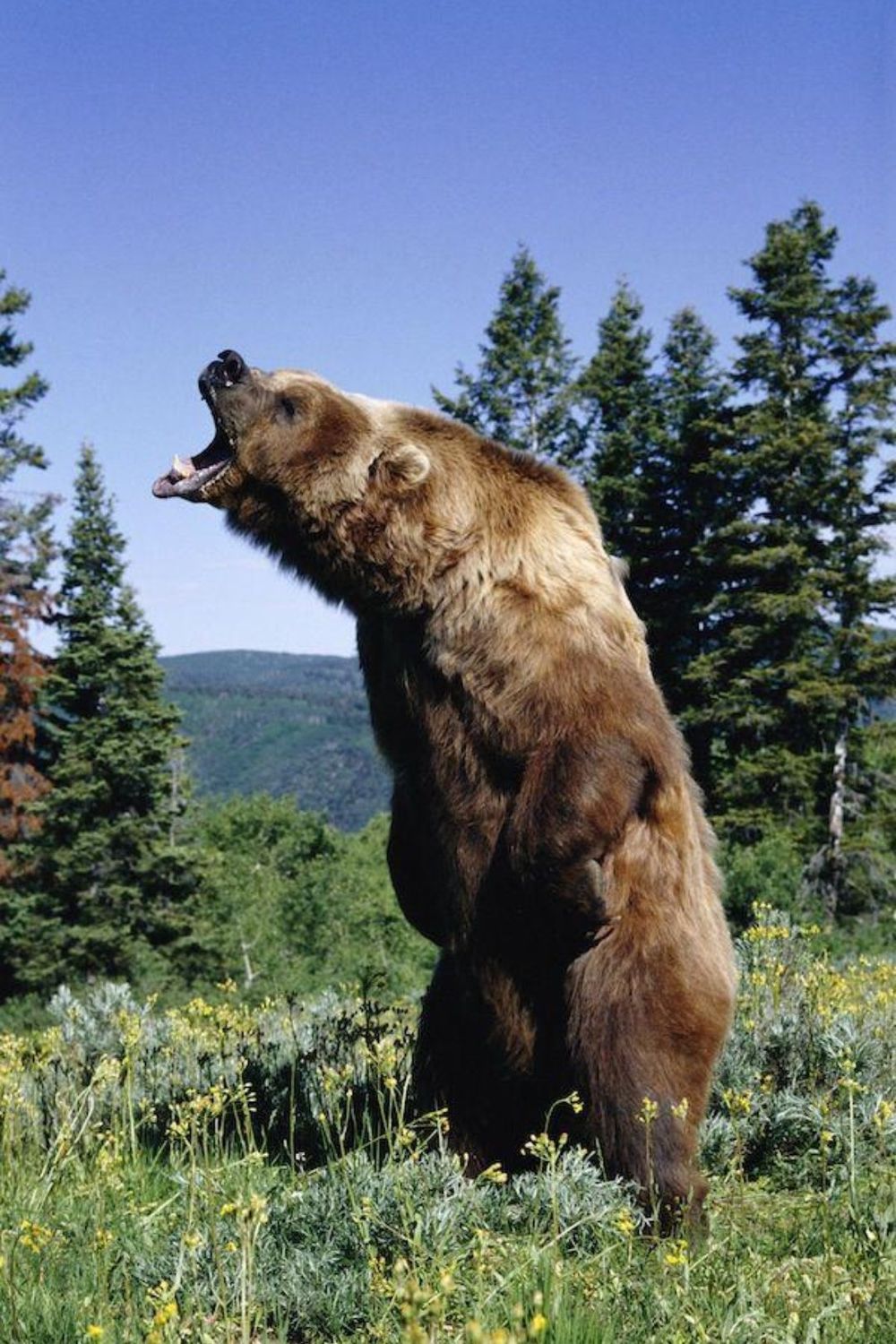 Эксперт: при встрече с медведем убегать нельзя