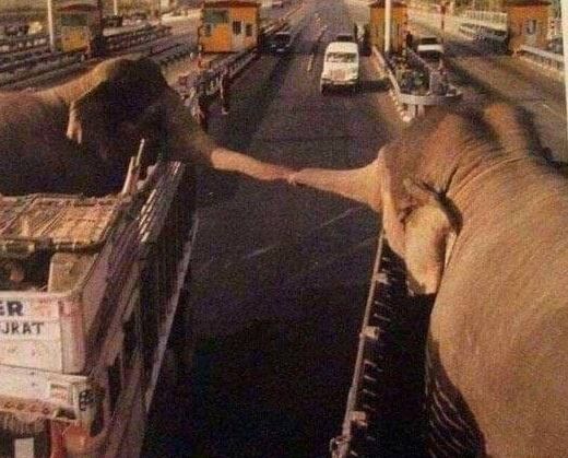Прощальное фото слонов.