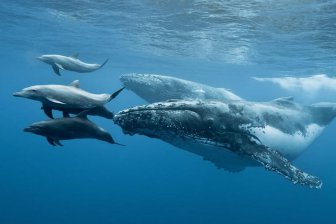 Передачу секретных данных под водой можно маскировать под звуки китов и дельфинов