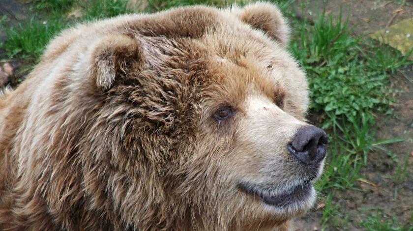 "Выглядит великолепно": ужин россиянина с медведем привел иностранцев в восторг